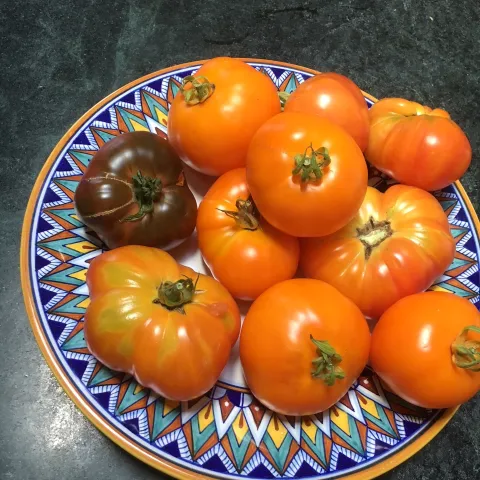 tomatoes on a plate