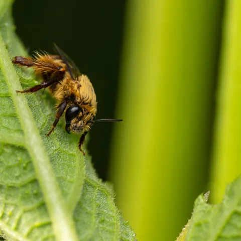 Squash bee standing on a large green leaf.