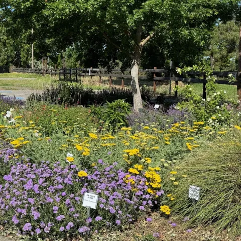 Pincushion flower and moonshine yarrow in the All-Stars Garden at the Demonstration Garden in May 2024. Laura Kling