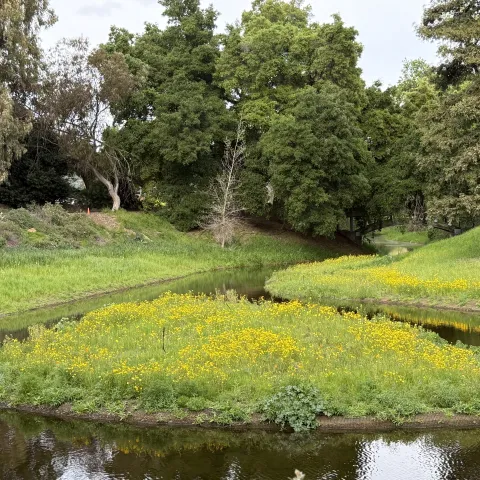 Photo of the elegant UCD Arboretum waterway.