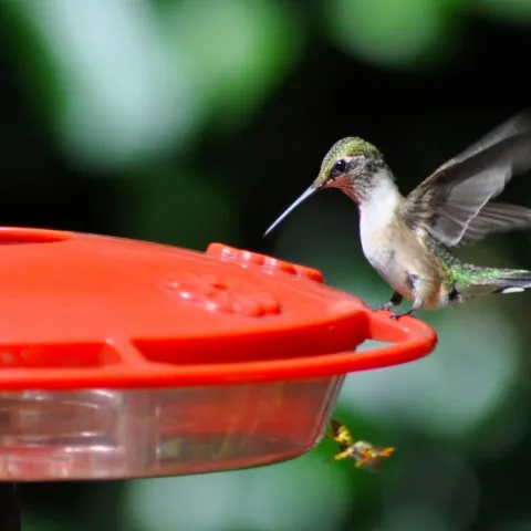 Hummer at feeder