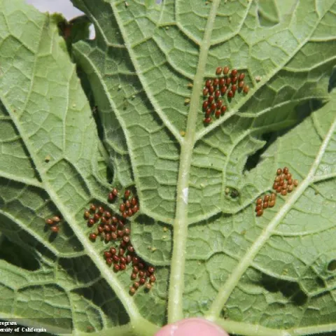 Clusters of round, reddish-brown eggs scattered across the underside of a leaf.