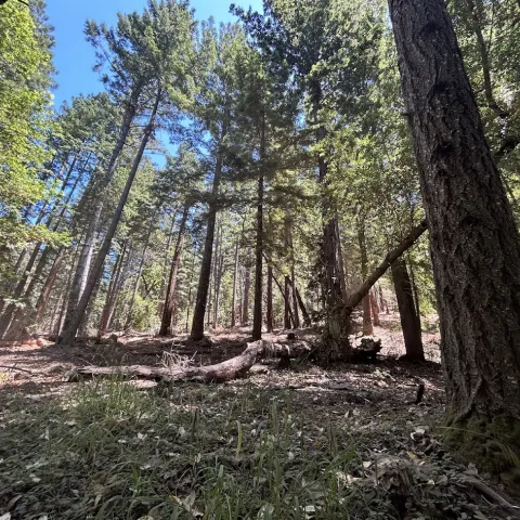 A recently managed site at Soquel Demonstration State Forest near Soquel, CA.