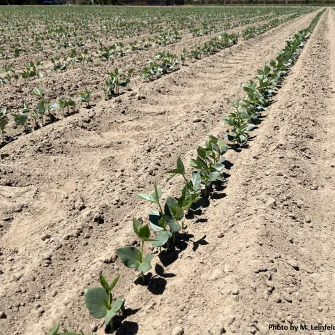 Blackeye bean variety trial in Stanislaus County.