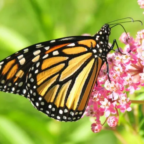 Monarch butterfly