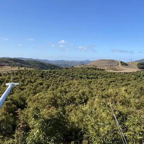 View over the tops of avocado trees from a tower with scientific instruments
