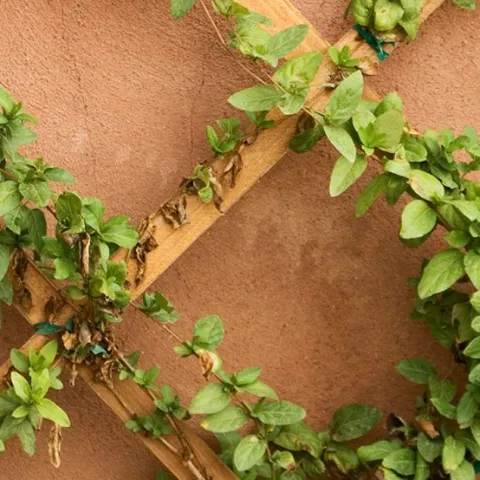ivy climbing up a diamond trellis