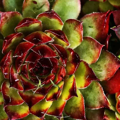 Succulents