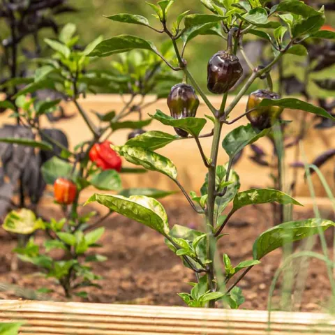 KUCI Brings Gardening Expertise Through the Air Waves