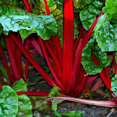 PODCAST: What’s Hot in the Edible Garden with The Produce Hunter