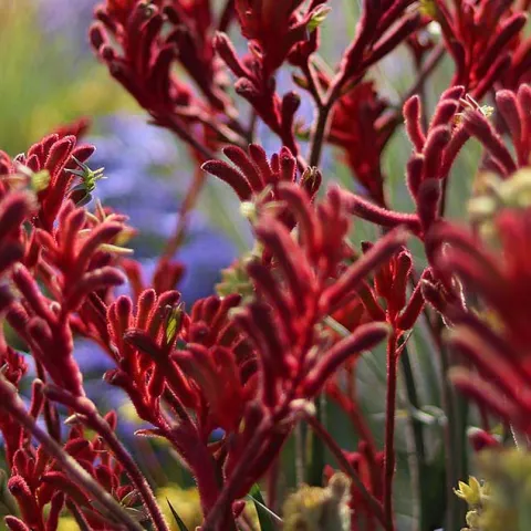Joy of Blooming Perennials
