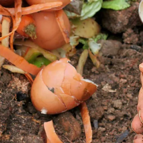 UC Master Gardeners Pop-Up Plant Giveaway