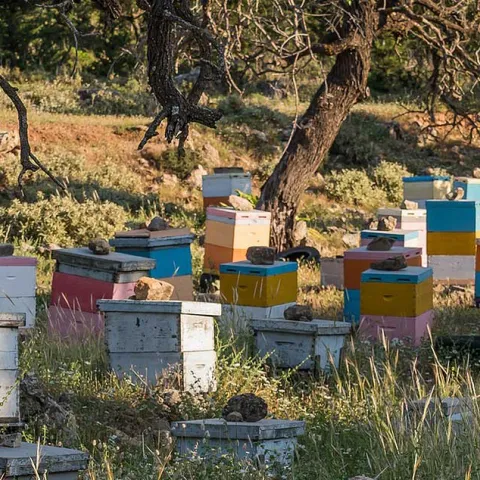 Bees and Other Pollinators 