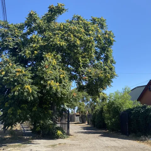 Tree-of-heaven growing over a sidewealk in a neighborhood. 