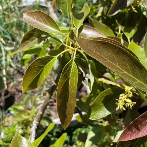 avocado leaves with purple hue