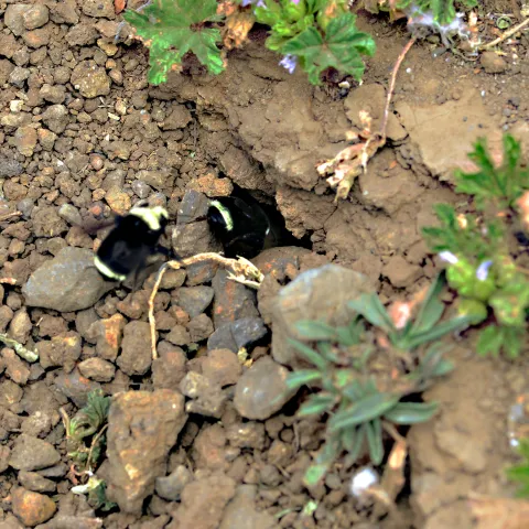 Bumble bees, Bombus vosnesenskii, entering their nest in Vallejo, Calif. (Photo by Kathy Keatley Garvey)