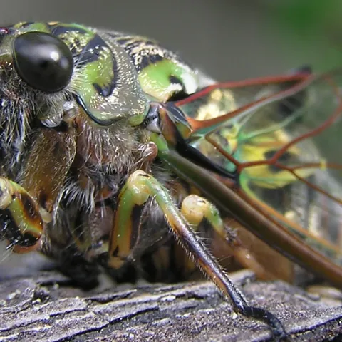 Large cicada basking in the sun, Wellington, New Zealand. (Photo by Tony Wills, Wikipedia)