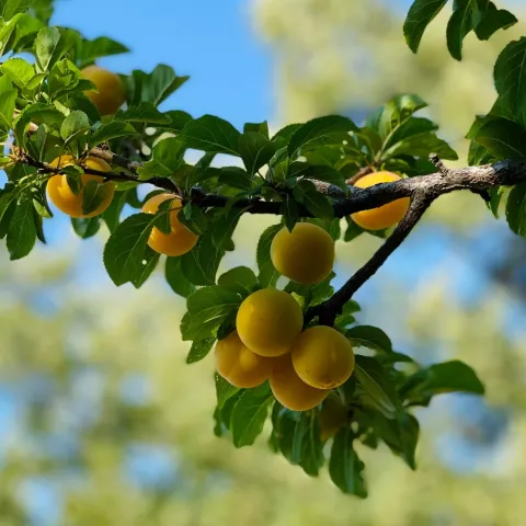 Branch of orange tree with fruit on it