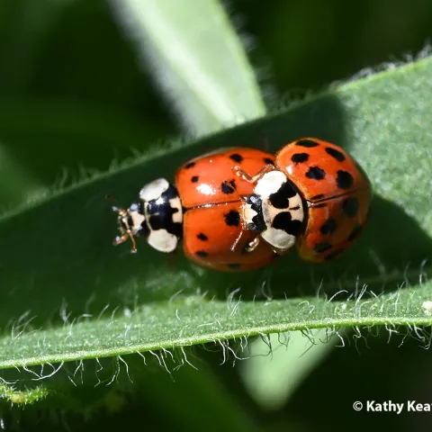 Lady beetles, aka ladybugs, "keeping busy." (Photo by Kathy Keatley Garvey)