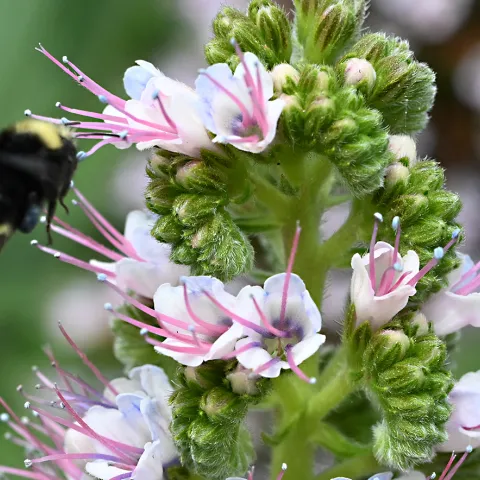 A bumble bee, Bombus vosnesenski, foraging on Echium at Bodega Bay. (Photo by Kathy Keatley Garvey)