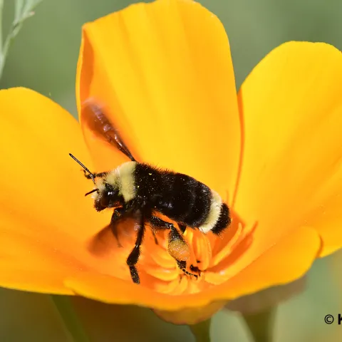 Bumble bee, Bombus vosnesenskii on California golden poppy. (Photo by Kathy Keatley Garvey)