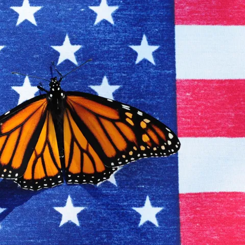 Monarch butterfly on an American flag. (Poto by Kathy Keatley Garvey)
