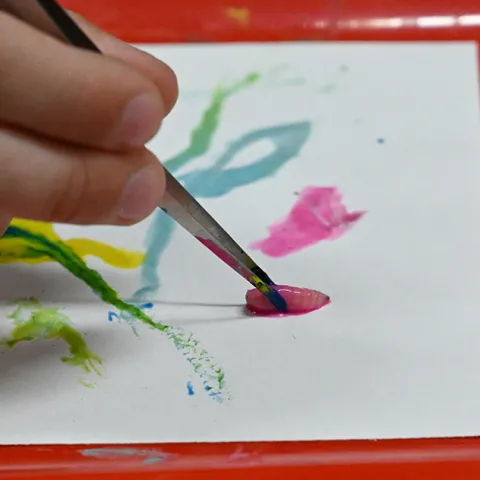 The making of a maggot art masterpiece. (Photo by Kathy Keatley Garvey)