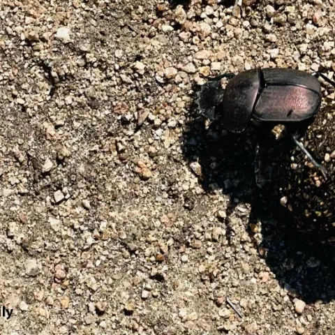 Dung beetle on the move. (Credit: Garvey Family Image)