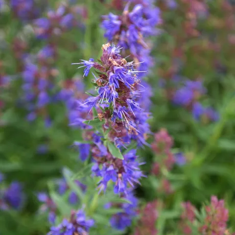 Hyssop