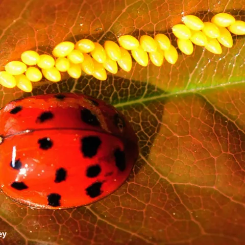 Lady beetle and her eggs. (Photo by Kathy Keatley Garvey)