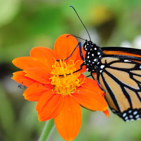 Monach butterfly nectaring on Tithonia (Photo by Kathy Keatley Garvey)