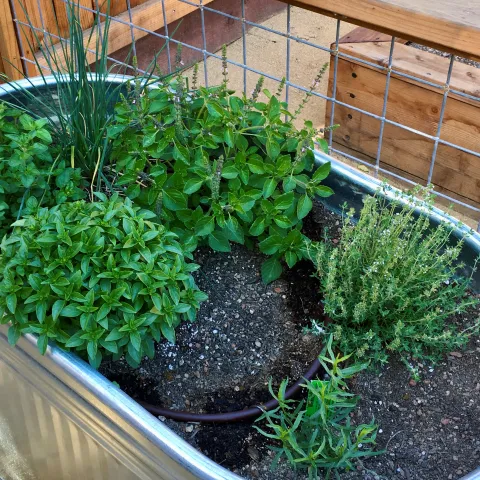 potted herbs