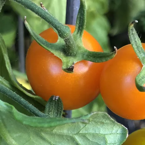 Thriving tomato plants. (Photo by Kathy Keatley Garvey)