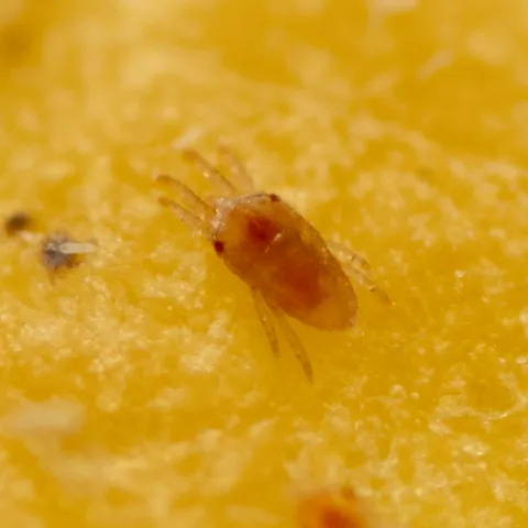 Small pink and translucent mite with eight legs, four stretched to the front and four stretched back, on a pale orange surface.