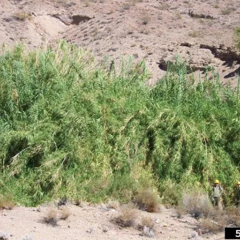 Tall, green stalks of giant reed towering over two humans standing in front.