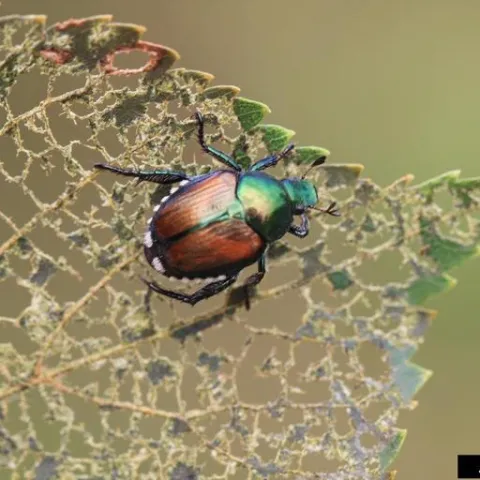 A shiny green and bronze beetle on a heavily damaged leaf.