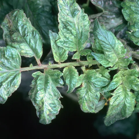 Tomato leaves with signs of Tobacco Mosaic Virus. Jack Kelly Clark, UC IPM Program