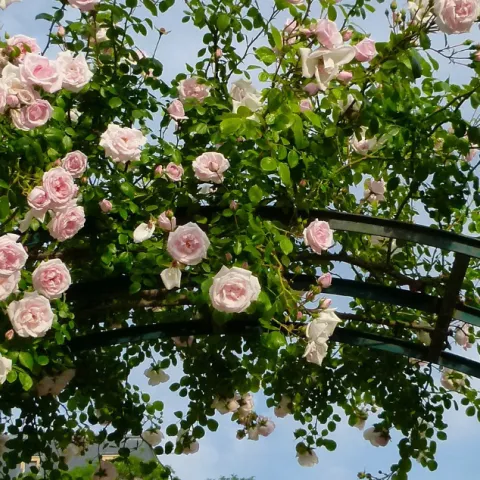 Roses growing on a trellis