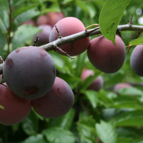 purple plums ready for picking