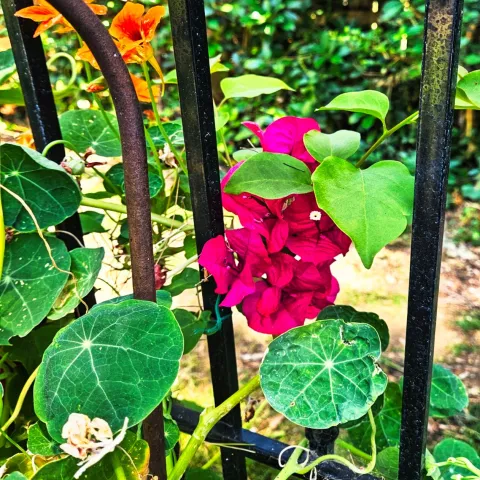red bougainvillea and nasturtium closeup view 