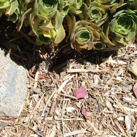 Photo of wood chips in the garden. 