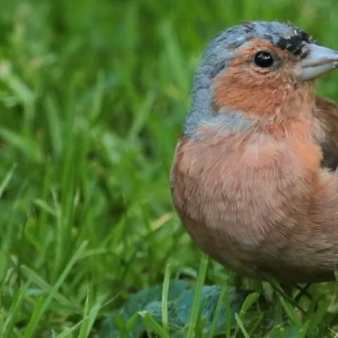 Robin in grass