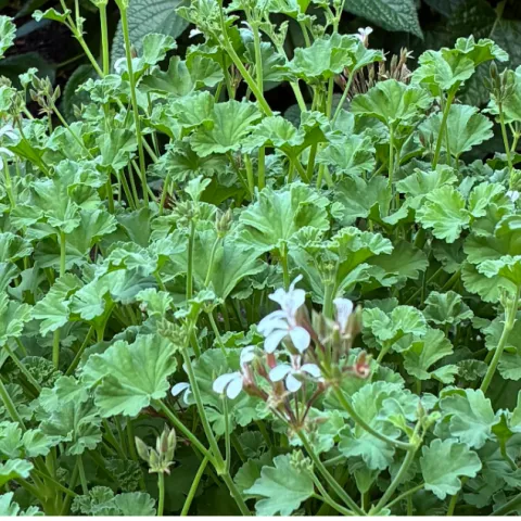 Nutmeg scented geranium