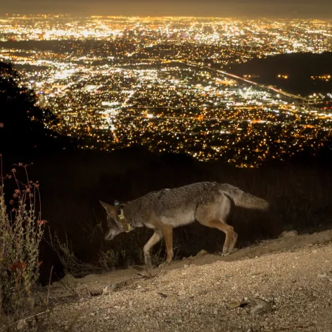 Un coyote que porta un collar con rastreador por las montañas de Los Angeles