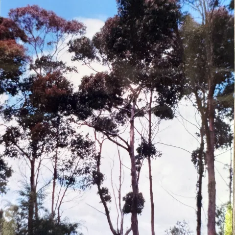 Photo of eucalypts on the Tasmania coast.