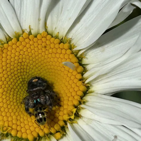 jumping spider with cucumber beetle in its jaws on a daisy flower