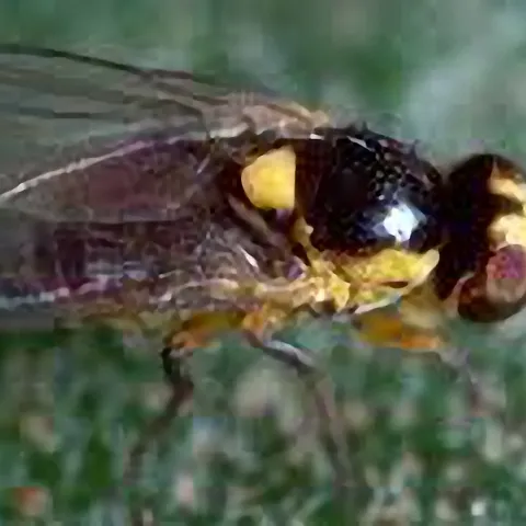 American serpentine leaf miner