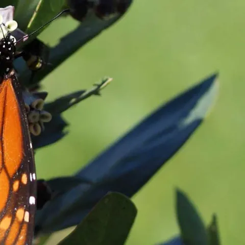 California Native Plants
