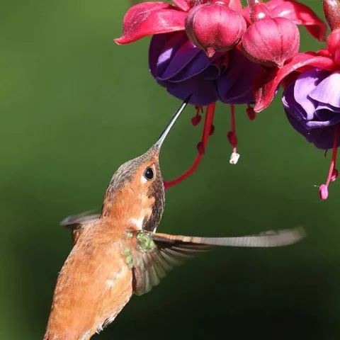 Create A Wildlife Habitat - Westminster