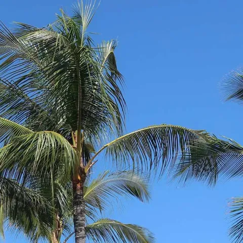 [PODCAST] Palm Trees